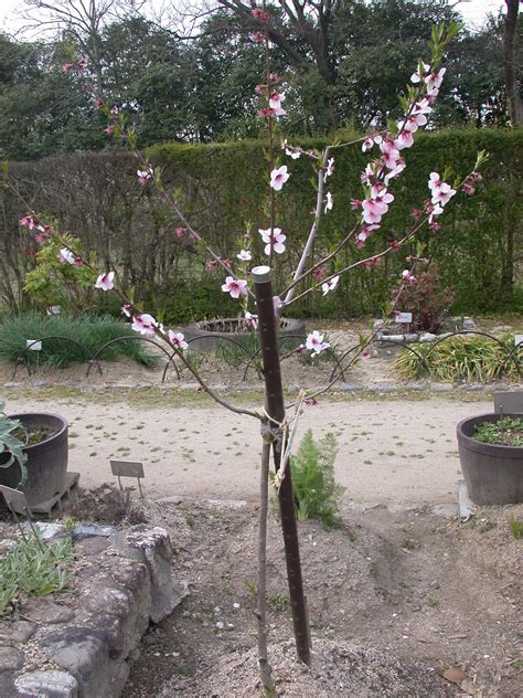 桃木樹|モモ（桃）とは｜育て方がわかる植物図鑑｜みんなの趣味の園芸